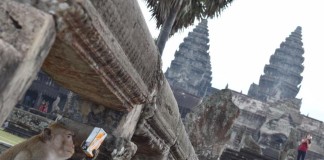 Angkor Wat ja apina