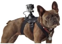 GoPro koira